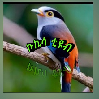 𝗞𝘂𝘂𝗸𝗸𝗶𝘀𝗮
