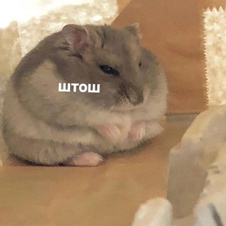 Ростислав