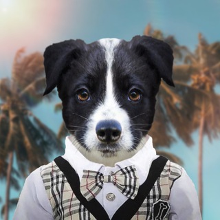 Dog2055 🐶