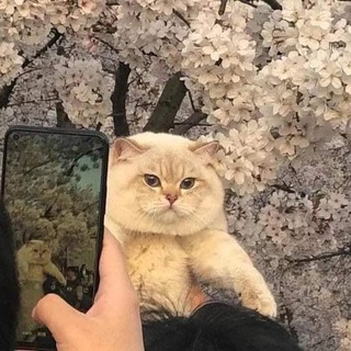 Japamazing • Японська для котиків 😸