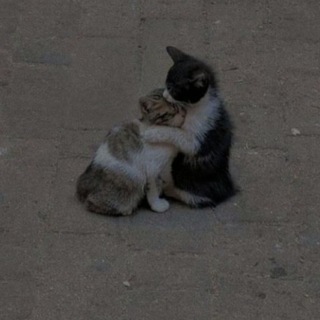 Sᴇɴᴏʀɪᴛᴀʜᴀɴıᴍ•