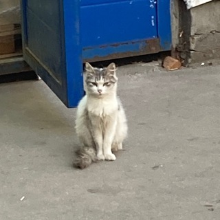 bono