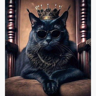 Blac Cat | گربه سیاه