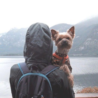 Woof Travel Vanlife 🚐🌍🐶 | на автодоме из Соболя | Yocubik