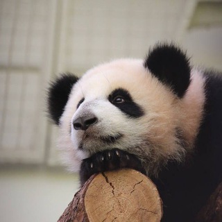 [ЗАКРЫТ] Катюша🐼Московский зоопарк.