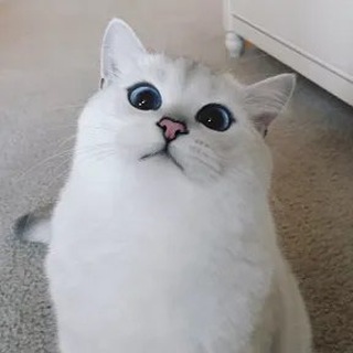 Котоворишка