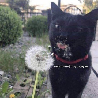 Shitпостинг[предложка]