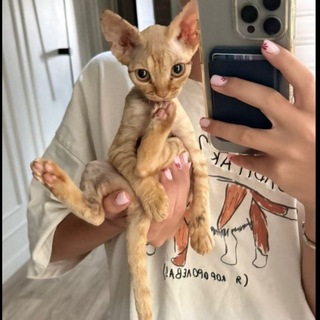 lilll