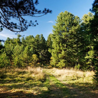 Кедровый Лес 🐿🌲🌲🌲