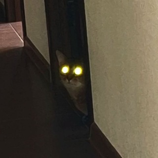 𝐒𝐯𝐲𝐚𝐭𝐁𝐞𝐚𝐭