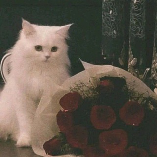 English Hub 🌷|| Meow Circle 🐱
