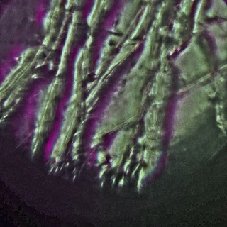 noosphere