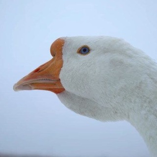 Goose Token RU
