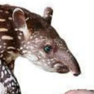 Tapir