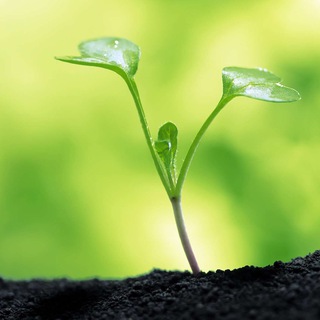 سربازی حرفه ای