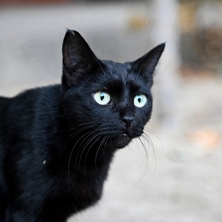Кошачий Уголок