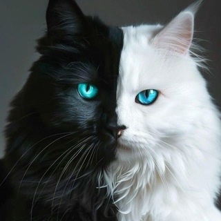 Любимые котики 💝