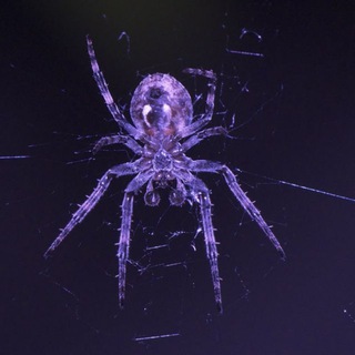ɱყƖɛʂ ⃟🕸