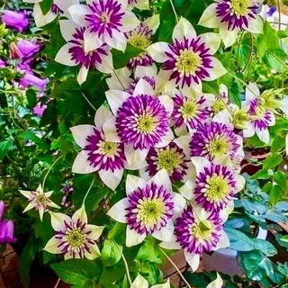 САДівничок🌻