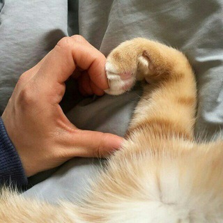 ЛЮБИТЕЛИ КОШЕК❤️❤️❤️