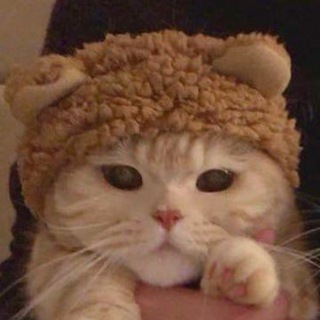 kitten^^