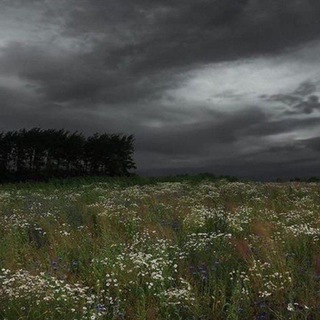 Чатик лучших 🌿