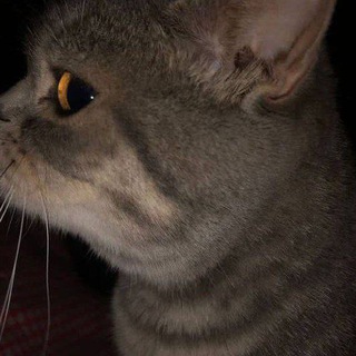 سايات مادلين