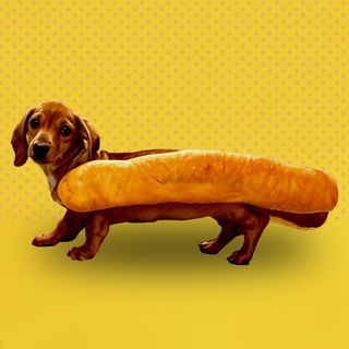 HOTDOGE Community 🌭🐕