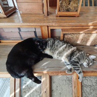Котики Вильямса