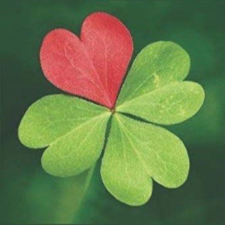 MusiClover🍀
