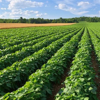 O/L Agriculture group