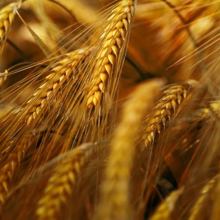 DD GRAIN_COMPANY🔝ЗАКУПКА ЗЕРНА