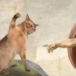 Відбірні Котики | #УкрТг