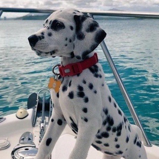 Dog Ton