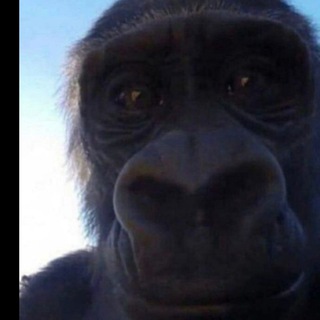 funeemonkee