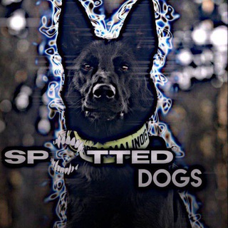 ⚡️spotted dogs⚡️