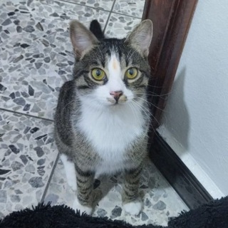 Умм MISHAKO