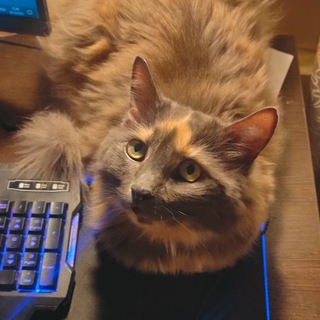 Myrlku