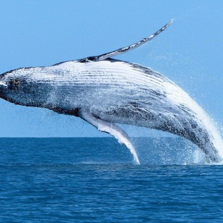 way to whales