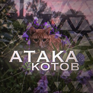 Атака Котов | Кот & Пёс 🪻