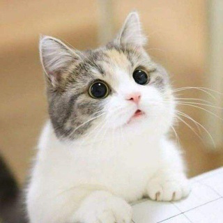 🐾 Uzbek Cats 🇺🇿 Mushuklar Bozori 🐾