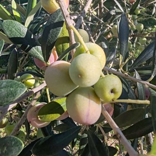 Старый юннат