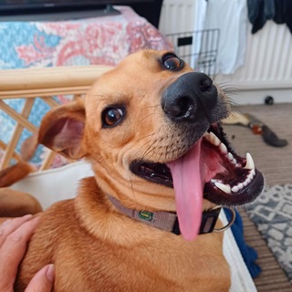 Frankie Dog Token Chatroom