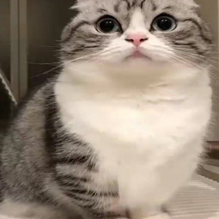 CHAT CHIT_CAT