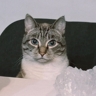 кортизол