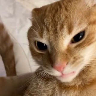 Katze
