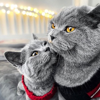 Cins Kedi Sahiplendirme Platformu