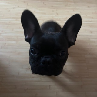 $LeR0SE (French Bulldog Token)