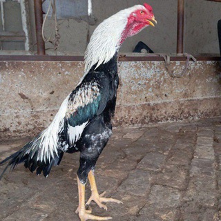 namangan xo'rozlar