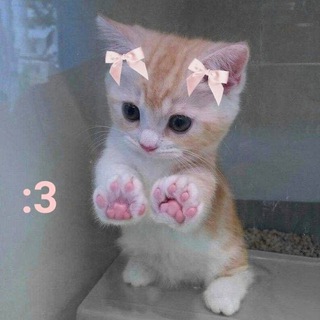 kittens are given milk 🥛 anon 💌